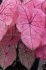 CALADIUM FANCY LEAVED SPRING FLING JUMBO 100 P.CARTON