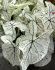 CALADIUM FANCY LEAVED STRAWBERRY STAR JUMBO 100 P.CARTON