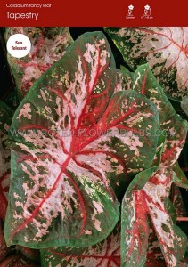 CALADIUM FANCY LEAVED ‘TAPESTRY‘ JUMBO (100 P.CARTON)