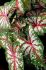 CALADIUM FANCY LEAVED TAPESTRY JUMBO 100 P.CARTON