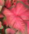 CALADIUM FANCY LEAVED TEQUILA SUNRISE JUMBO 100 P.CARTON