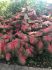 CALADIUM FANCY LEAVED TEQUILA SUNRISE JUMBO 100 P.CARTON