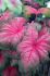 CALADIUM FANCY LEAVED TEQUILA SUNRISE JUMBO 100 P.CARTON