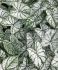 CALADIUM FANCY LEAVED WHITE CHRISTMAS JUMBO 100 P.CARTON