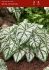 CALADIUM FANCY LEAVED WHITE CHRISTMAS JUMBO 100 P.CARTON