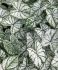 CALADIUM FANCY LEAVED WHITE CHRISTMAS JUMBO 100 P.CARTON