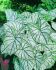 CALADIUM FANCY LEAVED WHITE CHRISTMAS JUMBO 100 P.CARTON