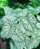 CALADIUM FANCY LEAVED WHITE CHRISTMAS NO.1 200 P.CARTON