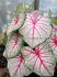 CALADIUM FANCY LEAVED WHITE QUEEN JUMBO 100 P.CARTON