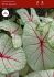 CALADIUM FANCY LEAVED WHITE QUEEN JUMBO 100 P.CARTON