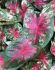 CALADIUM FANCY LEAVED WILDFIRE JUMBO 100 P.CARTON