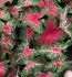 CALADIUM FANCY LEAVED WILDFIRE NO.1 200 P.CARTON