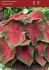 CALADIUM STRAPLEAVED CHERRY TART JUMBO 100 P.CARTON