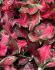 CALADIUM STRAPLEAVED CHERRY TART JUMBO 100 P.CARTON