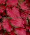 CALADIUM STRAPLEAVED CHERRY TART JUMBO 100 P.CARTON