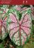 CALADIUM STRAPLEAVED DOTS DELIGHT JUMBO 100 P.CARTON