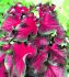 CALADIUM STRAPLEAVED FLORIDA RED RUFFLES JUMBO 100 P.CARTON