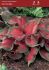 CALADIUM STRAPLEAVED FLORIDA RED RUFFLES JUMBO 100 P.CARTON