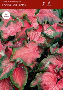 CALADIUM STRAPLEAVED ‘FLORIDA RED RUFFLES‘ NO.2 (400 P.CARTON)