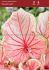 CALADIUM STRAPLEAVED FLORIDA SWEETHEART JUMBO 100 P.CARTON