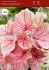 CALADIUM STRAPLEAVED FLORIDA SWEETHEART NO.2 400 P.CARTON