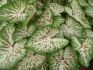 CALADIUM STRAPLEAVED GINGERLAND JUMBO 100 P.CARTON