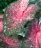 CALADIUM STRAPLEAVED LANCE WHORTON NO.1 200 P.CARTON