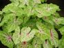 CALADIUM STRAPLEAVED MISS MUFFET JUMBO 100 P.CARTON