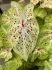 CALADIUM STRAPLEAVED MISS MUFFET JUMBO 100 P.CARTON