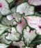 CALADIUM STRAPLEAVED PEARL BLUSH NO.1 200 P.CARTON