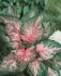 CALADIUM STRAPLEAVED PINK GEM NO.2 400 P.CARTON