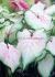 CALADIUM STRAPLEAVED WHITE LIGHTNING JUMBO 100 P.CARTON