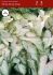 CALADIUM STRAPLEAVED WHITE WING JUMBO 100 P.CARTON