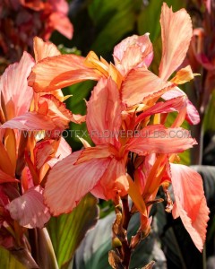 CANNA (INDIAN SHOT) INDICA ‘APRICOT DREAM‘ I (25 P.BAG)