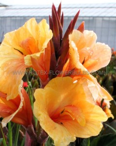 CANNA (INDIAN SHOT) INDICA ‘LOUIS COTTIN‘ I (25 P.BAG)