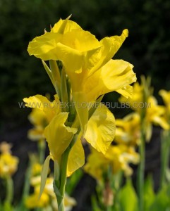 CANNA (INDIAN SHOT) INDICA ‘RICHARD WALLACE‘ I (25 P.BAG)