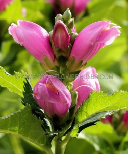 CHELONE (TURTLEHEAD) OBLIQUA I (25 P.BAG)