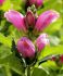 CHELONE TURTLEHEAD OBLIQUA I 25 P.BAG