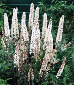 CIMICIFUGA (BUGBANE) RAMOSA ‘ATROPURPUREA‘ I (25 P.BAG)