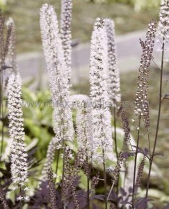 CIMICIFUGA (BUGBANE) RAMOSA ‘HILLSIDE BLACK BEAUTY‘ I (25 P.BAG)