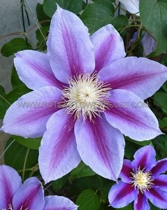 CLEMATIS ‘BARBARA JACKMAN‘ NO.1 - CL290 (5 P.VAR.)