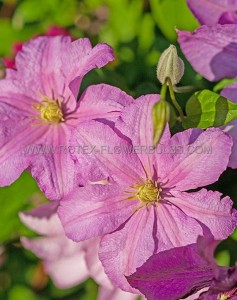 CLEMATIS ‘COMTESSE DE BOUCHARD‘ NO.1 - CL344 (5 P.VAR.)