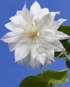 CLEMATIS ‘DUCHESS OF EDINBURGH‘ NO.1 - CL120 (5 P.VAR.)