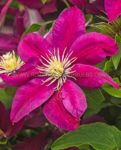 CLEMATIS ‘ERNEST MARKHAM‘ NO.1 - CL126 (5 P.VAR.)