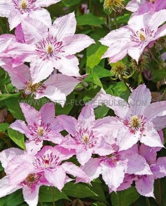 CLEMATIS ‘HAGLEY HYBRID‘ NO.1 - CL155 (5 P.VAR.)