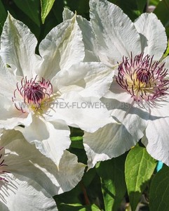 CLEMATIS ‘HENRYI‘ NO.1 - CL156 (5 P.VAR.)