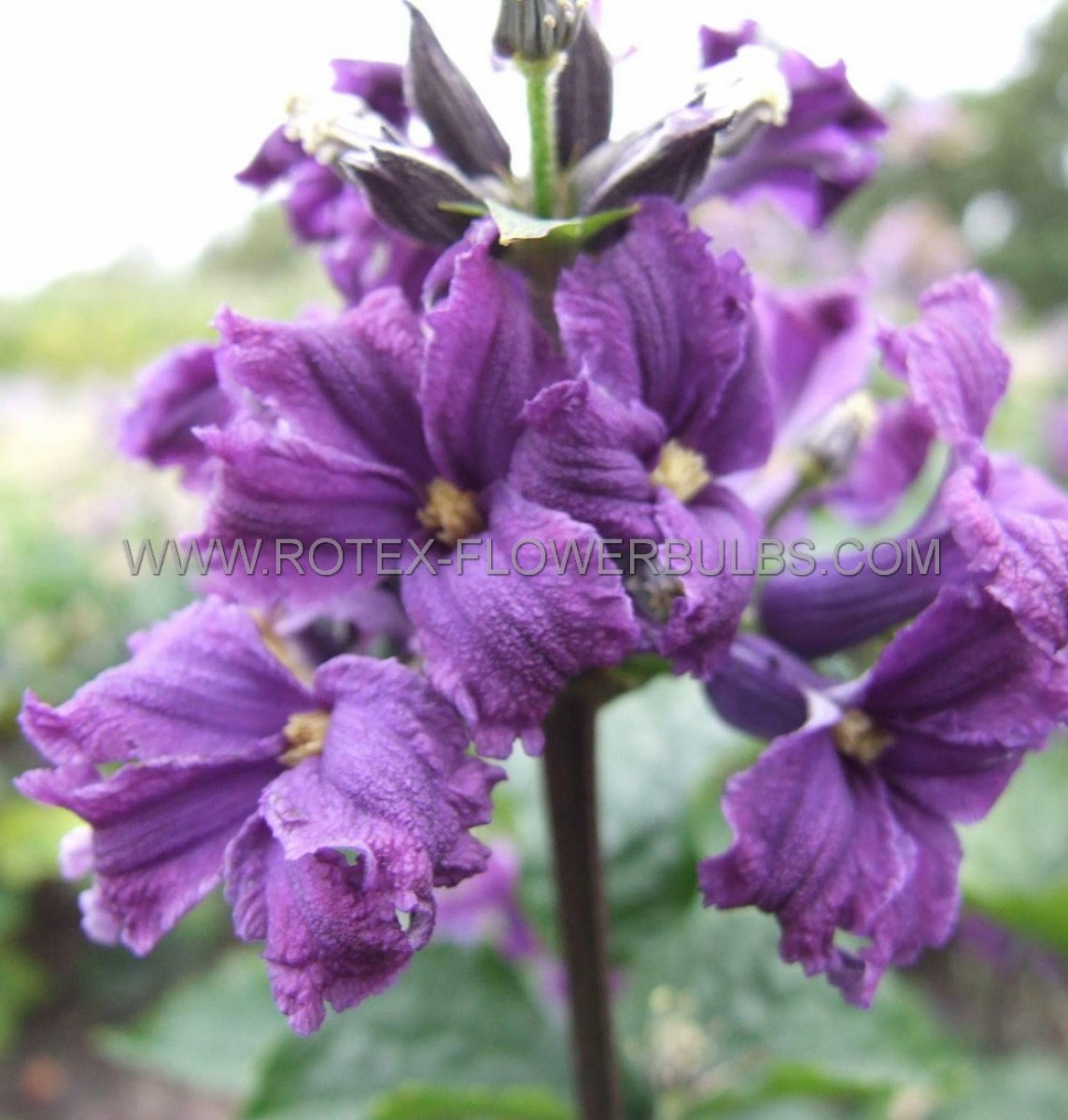 CLEMATIS HYBRID ‘CHINA PURPLE‘ I (25 P.BAG)