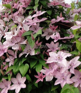 CLEMATIS HYBRID ‘HAGLEY HYBRID‘ I (25 P.BAG)