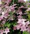 CLEMATIS HYBRID HAGLEY HYBRID I 25 P.BAG