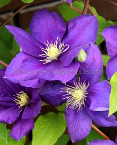 CLEMATIS HYBRID ‘JACKMANII‘ I (25 P.BAG)